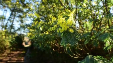 Mimosas in bloom in motion