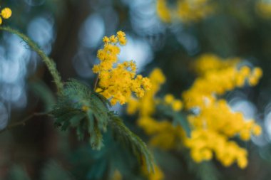 mimosas in yellow flowers out of focus