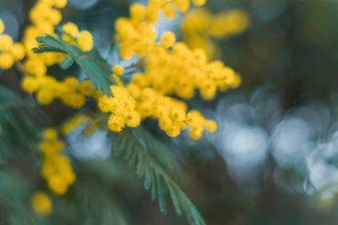 mimosas in yellow flowers out of focus