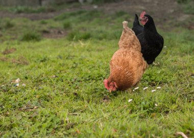 pretty brown hen walking and eating outdoors