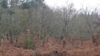 Ormanda koşan kahverengi geyik manzarası