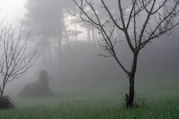 crooked tree in forest with fallen leaves in winter with fog