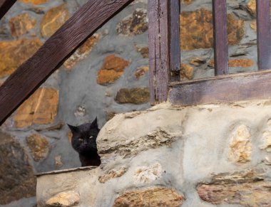 Siyah bir kedi konut merdiveninde asılı duruyor.