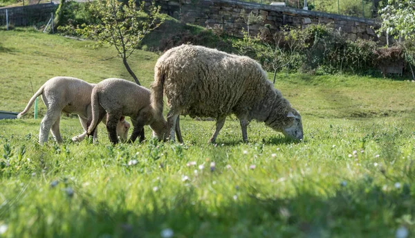 Schafe Mit Kälbern Weiden Und Fressen Gras Stockbild