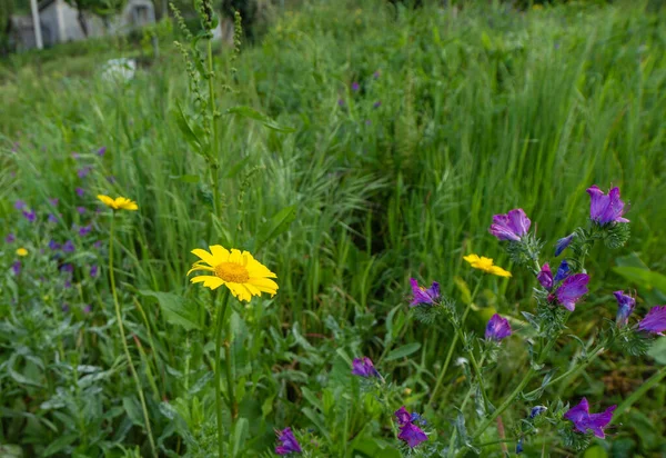 Fioletowe Żółte Kwiaty Altówki Galicja — Zdjęcie stockowe