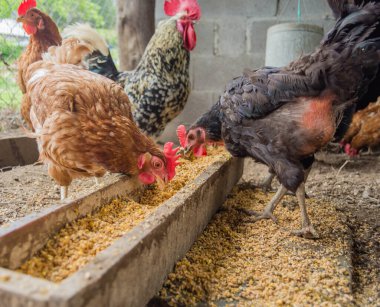 Organik kümes hayvanları çiftliğindeki tavuklar kopyalanabilir.