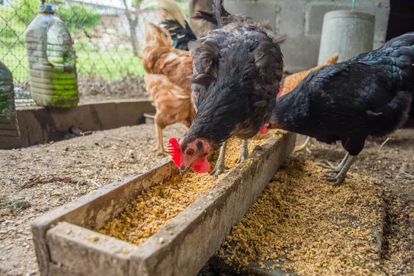 Hühner Auf Einem Bio Geflügelhof Mit Platz Zum Kopieren — Stockfoto