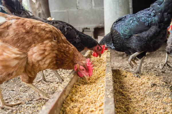 Hühner Auf Einem Bio Geflügelhof Mit Platz Zum Kopieren lizenzfreie Stockfotos