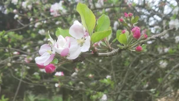 Cherry Blossom Tree Motion — Stock Video