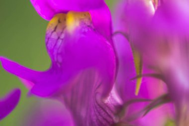 Beyaz arkaplanda mor iris çiçeği makrosu