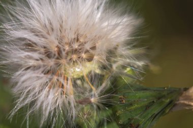 Karahindiba tohumlarının Macro fotoğrafı.
