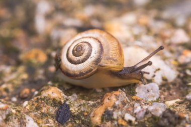 Baharda çakıl gezintisi rüyasında salyangoz, makro fotoğraf