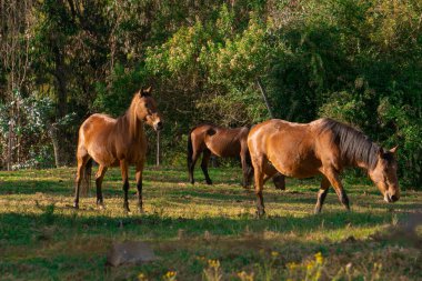 Birkaç güzel Kolombiya atı. 