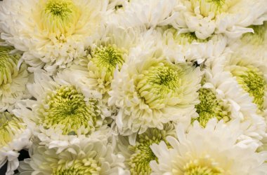 Beyaz ve yeşil krizantem yaprakları yaklaşır.