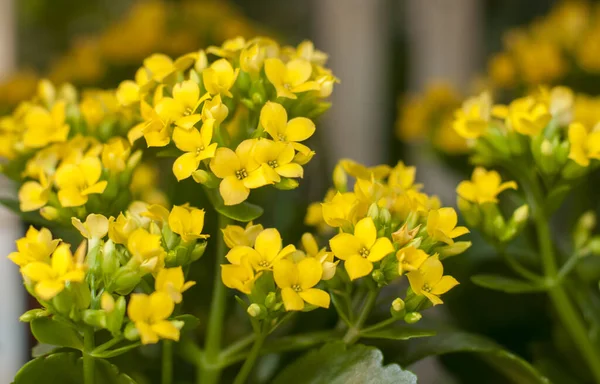 Små Gula Blommor Med Suddig Bakgrund — Stockfoto