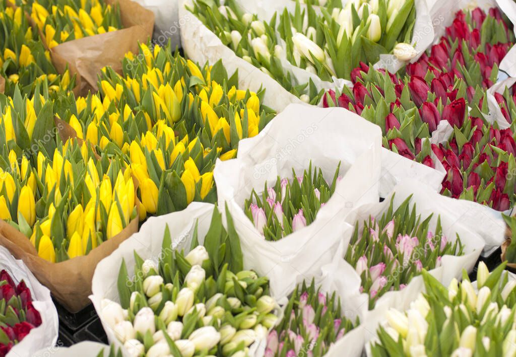 Variety of Tulip buds in the flower shop