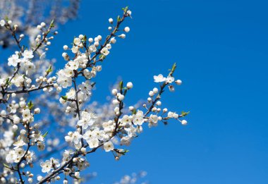 Mavi gökyüzüne karşı bir meyve ağacının beyaz çiçekleri