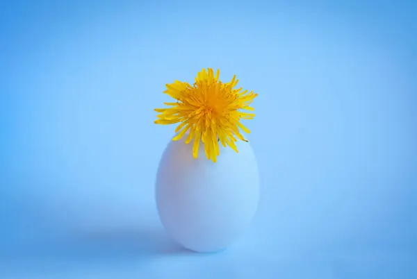 White Egg Yellow Dandelion Blue Background — Stock Photo, Image