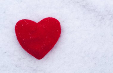 Yeşil güzel kaktüs, yakından.