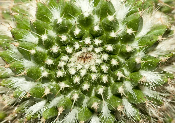 Zöld Gyönyörű Kaktusz Közelről — Stock Fotó