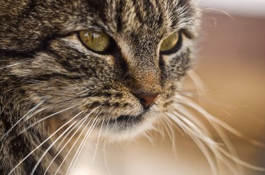 Kahverengi tekir kedinin portresi. Yakından.