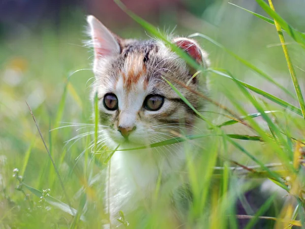 Rolig Kattunge Gräset Sommaren — Stockfoto