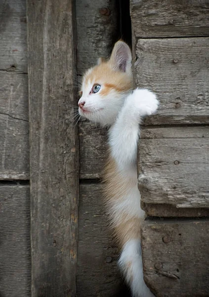 과붉은 고양이가 — 스톡 사진