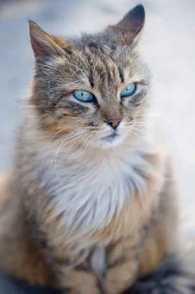 Retrato Gato Mesa Marrom Perto — Fotografia de Stock
