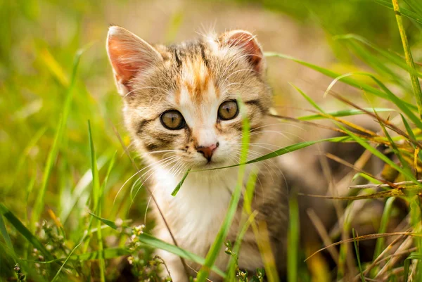夏天在草地上嬉戏的小猫 — 图库照片