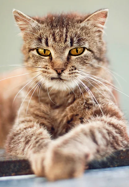 Gri Arka Planda Tüylü Kahverengi Kedi — Stok fotoğraf