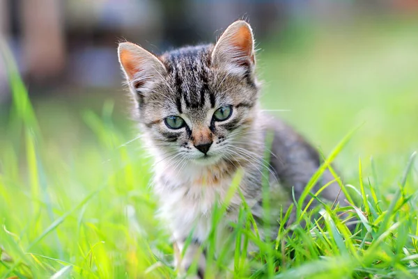 Chaton Drôle Dans Herbe Été — Photo