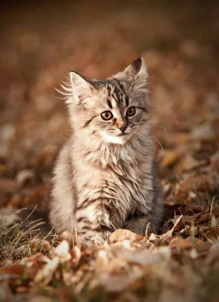 Flauschiges Braunes Kätzchen Beim Spaziergang — Stockfoto