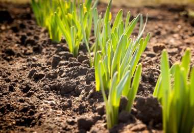 Bahar çiçekleri güneşli bir günde yükselir. Kapatın.