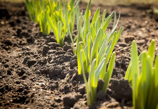 Les Fleurs Début Printemps Lèvent Par Une Journée Ensoleillée Close — Photo