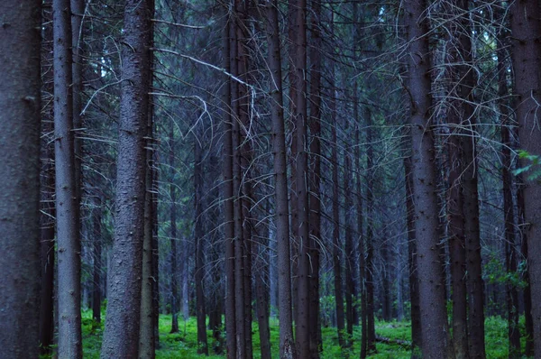 Çam ağaçları ve yeşil paporotnika ormanları