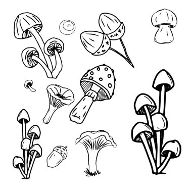 Doğanın vektör çizimleri. El çizimi orman bitkileri, yapraklar, mantarlar, dallar, koniler, dağ külleri. Kalina, mevsimlik bitkiler, meşe palamutları, kestaneler. siyah çizgi izole çizimler .