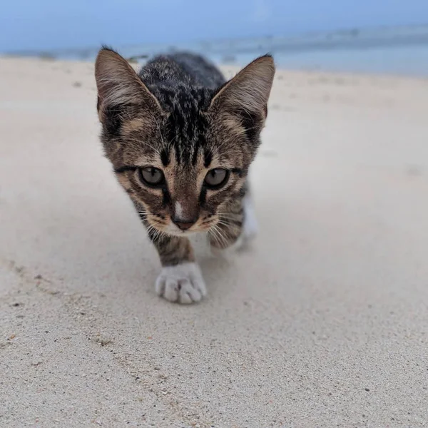 Kumsalda Yürüyen Kedi — Stok fotoğraf