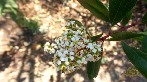 Unknown Flower Hiking Trail Torrey Pines State Natural Reserve — Stock Photo, Image