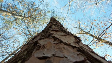 Ormandaki uzun bir ağaca bakıyorum..