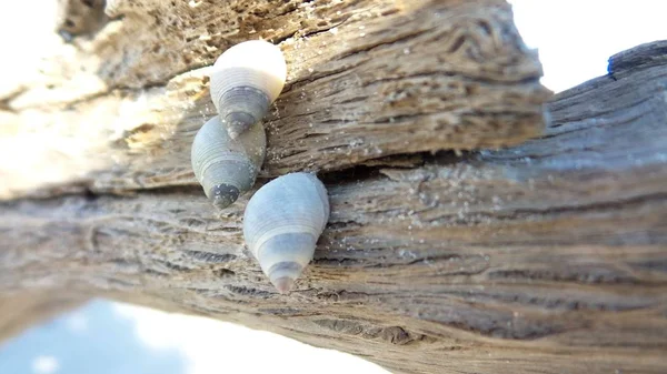 Büyük Talbot Adası Eyalet Parkı Nda Driftwood Deniz Kabukları Stok Resim