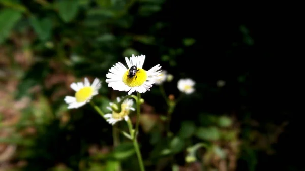 Georgia Usa Daki High Falls Eyalet Parkı Nda Bir Çiçeğin — Stok fotoğraf