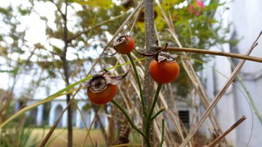 Odd berries on a plant in Georgia.