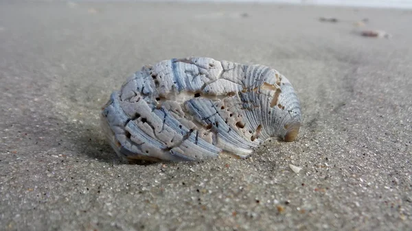 砂の中の岩や貝殻 マートルビーチ — ストック写真