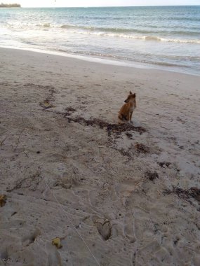 Jamaika sahilinde başıboş bir köpek oturuyor..