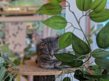 Atlanta 'daki Mutlu Tekir Kedi Kafesi' nde uyuyan tekir kedi.