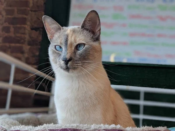 Rescue cats at Happy Tabby Cat Cafe in Atlanta - blue-eyed cat