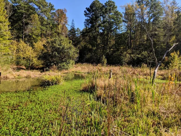 ジョージア州秋の湿地帯 — ストック写真