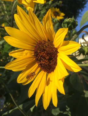 Arı ayçiçeğine doğru uçuyor