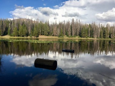 Lily Gölü 'nde yüzen kütükler