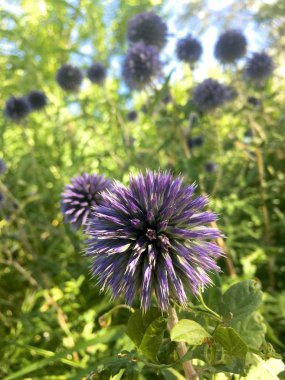 Blue Glow Globe Thistle Echinops bannaticus `Blue Glow`